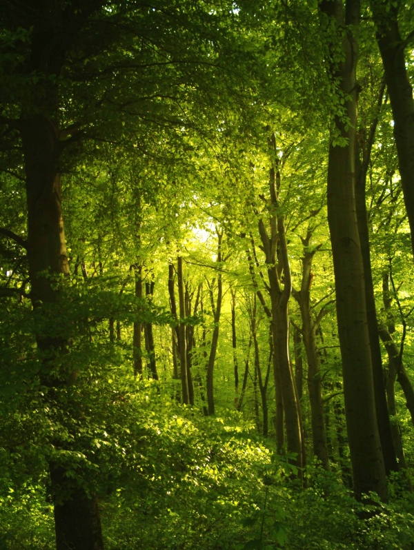 Creation of Kobalt Forest: Step 1